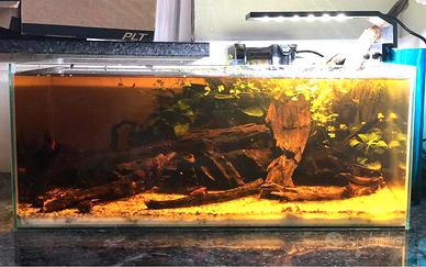 Acquario- wabi kusa - ADA - caridinaio