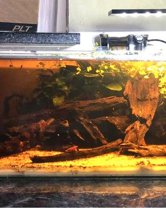 Acquario- wabi kusa - ADA - caridinaio