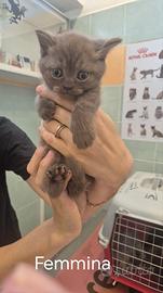 Cuccioli Scottish