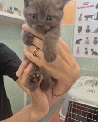 Cuccioli Scottish