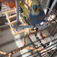 Pappagallino ondulato, incluso gabbia