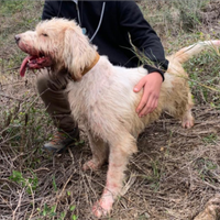 Briquet griffon vendeen