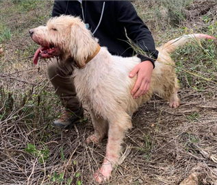 Briquet griffon vendeen