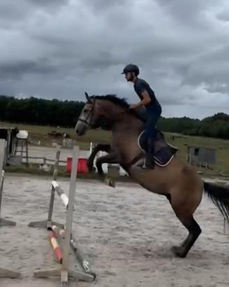 Selle francaise salto ostacoli