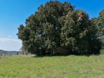 Terreno agricolo 46.000 mq frazionabile