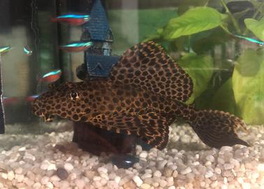 Pesce ancistrus (pulitore pleco)