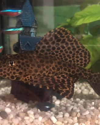 Pesce ancistrus (pulitore pleco)