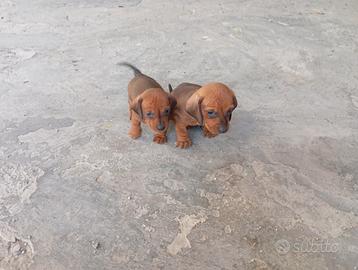 Cuccioli bassotto