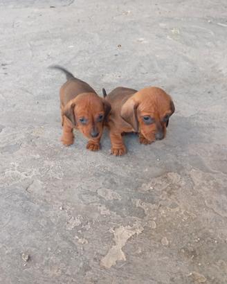 Cuccioli bassotto