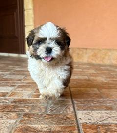 Vendita cane shih-tzu