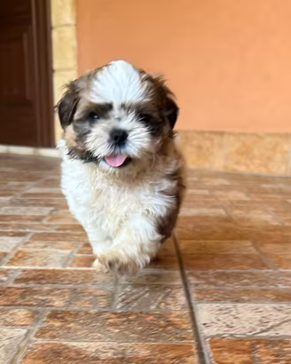 Vendita cane shih-tzu