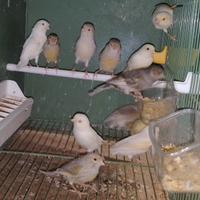 Femmine jaspe vari colori