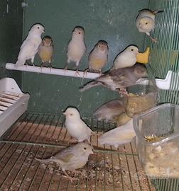 Femmine jaspe vari colori