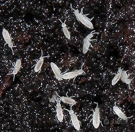 Collemboli pulitori detrivori per il terrario bio