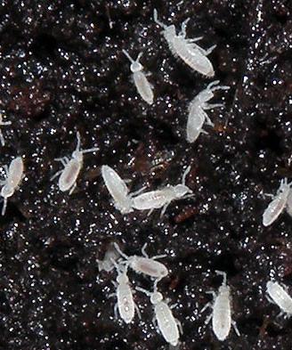 Collemboli pulitori detrivori per il terrario bio