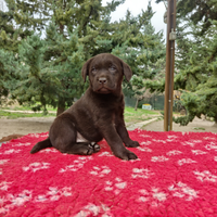 Cuccioli di Labrador