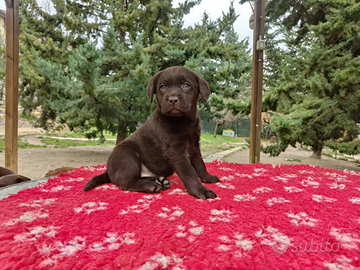 Cuccioli di Labrador