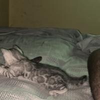 Cucciolo di bengala silver maschio