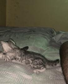 Cucciolo di bengala silver maschio