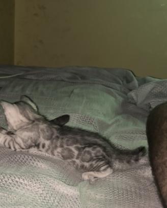 Cucciolo di bengala silver maschio
