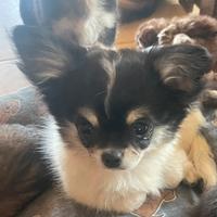 Femmine chihuahua a pelo lungo con pedigree