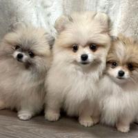 Cuccioli di spitz pomerania maschi e femmine