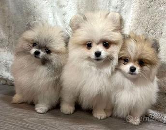 Cuccioli di spitz pomerania maschi e femmine