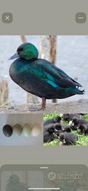 ANATRA SMERALDO (black East Indian)