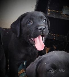 Labrador puppy