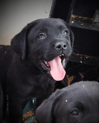 Labrador puppy