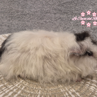 Coppia cavie di razza