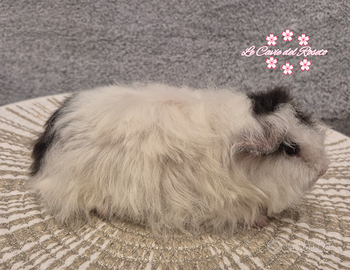 Coppia cavie di razza