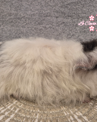 Coppia cavie di razza