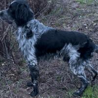 Setter di quasi un anno maschio