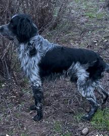 Setter di quasi un anno maschio