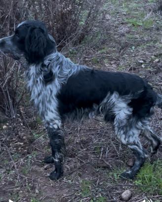 Setter di quasi un anno maschio