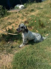 Setter Inglese