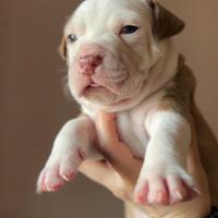 Cuccioli pitbull