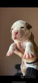 Cuccioli pitbull