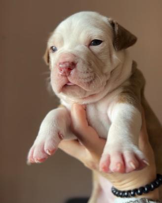 Cuccioli pitbull