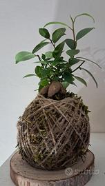kokedama artigianali-bomboniere- idee green