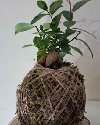 kokedama artigianali-bomboniere- idee green