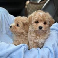 Maltipo toy cuccioli
