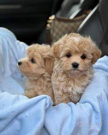 Maltipo toy cuccioli