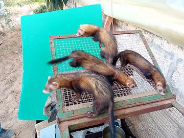 Furetti