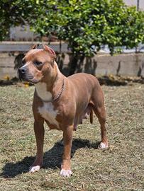 American Pitbull Terrier