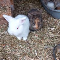 Splendidi Cuccioli di Coniglio Nano Ariete/Minilop