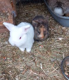 Splendidi Cuccioli di Coniglio Nano Ariete/Minilop