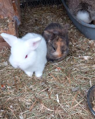 Splendidi Cuccioli di Coniglio Nano Ariete/Minilop