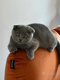 Scottish Fold    